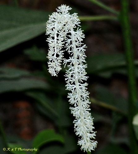 {Chamaelirium luteum}